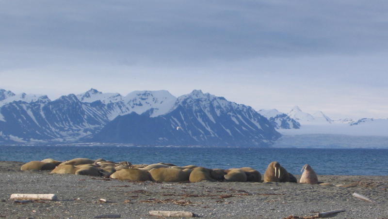 Eine Kolonie von etwa 60 Walrossen